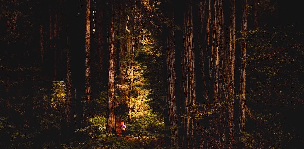 redwoods-2519630_1280